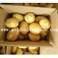 Fresh Holland Potato